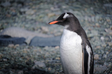 Fototapeta premium Antarctica, Danco Island, Antarctic Peninsula, Gentoo penguin natural scenery