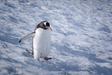 Fototapeta premium Antarctica, Danco Island, Antarctic Peninsula, Gentoo penguin natural scenery