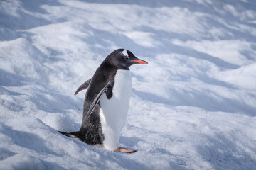 Obraz premium Antarctica, Danco Island, Antarctic Peninsula, Gentoo penguin natural scenery