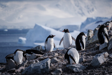 Fototapeta premium Antarctica, Danco Island, Antarctic Peninsula, Gentoo penguin natural scenery