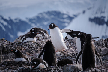 Fototapeta premium Antarctica, Danco Island, Antarctic Peninsula, Gentoo penguin natural scenery