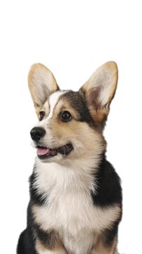 Portrait of a Welsh Corgi on a white background.