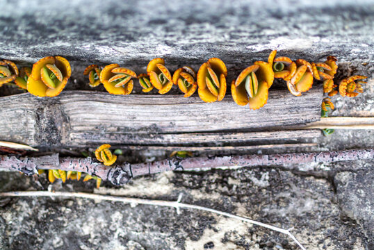 Bright yellow spiral fungi on aged wooden plank