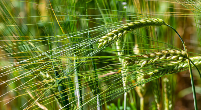 Green Wheet in close up view with shallow depth of field.