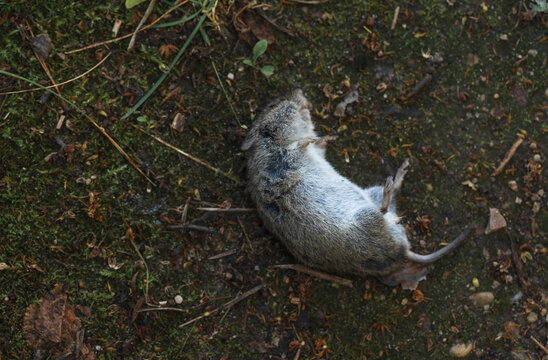 Poisoned dead mouse lying on the ground .