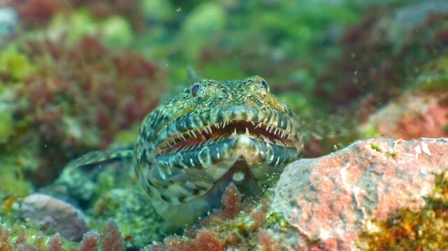 Lizardfish breathing rapidly on rocky seabed with mouth nearly closed and scorpionfish prey subtly visible inside.