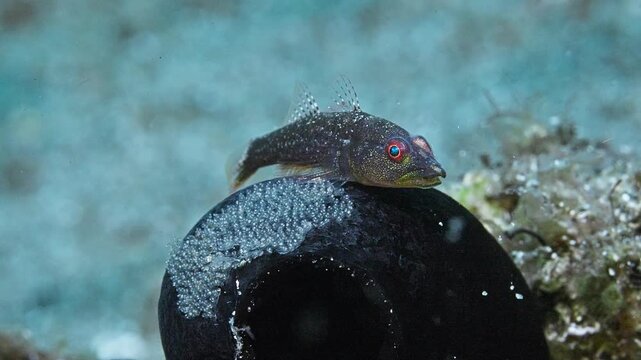 A Caroline Ghostgoby (Pleurosicya carolinensis) tending eggs on top of a black tunicate, it darts to the right to feed.