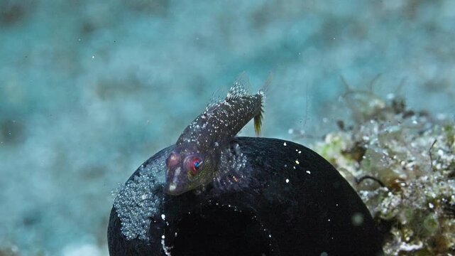 A Caroline Ghostgoby (Pleurosicya carolinensis) tending eggs on top of a black tunicate