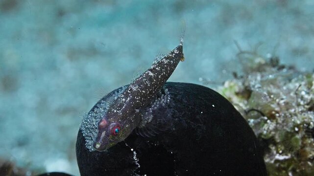 A Caroline Ghostgoby (Pleurosicya carolinensis) tending eggs on top of a black tunicate