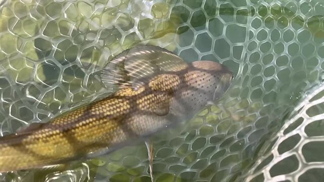 Close-up, slow motion shot of an arctic grayling resting beneath clear water before release, highlighting its colorful dorsal fin in a pristine mountain lake.
