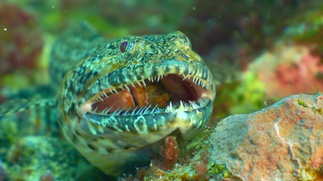 Macro of lizardfish holding mouth wide open showing gills and the scorpionfish prey gasping inside.