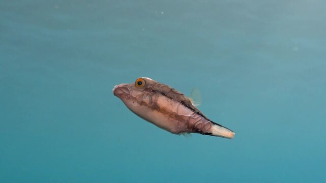 Close-up of sharpnose puffer swimming against blurred blue water showing a large parasite creating visible skin folds.