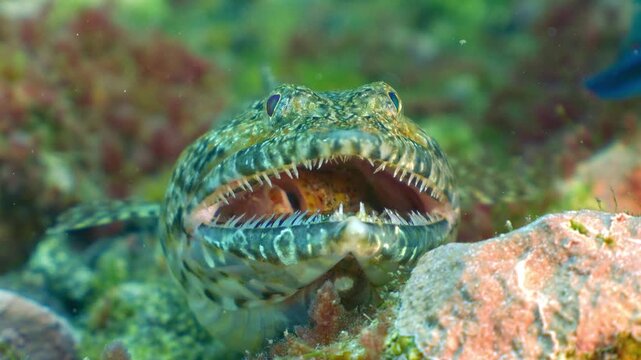 Lizardfish resting on green-toned rocky bottom with mouth held open by a still-breathing scorpionfish prey inside.