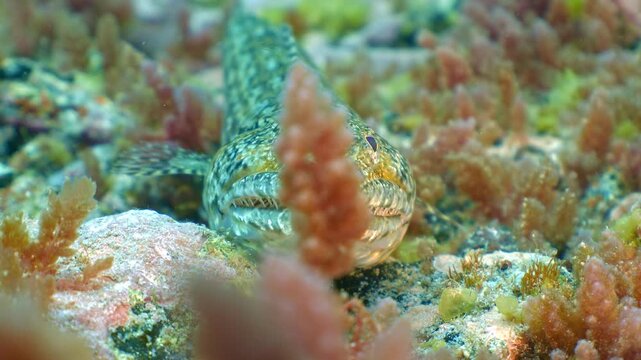 Lizardfish resting on rocky seabed rapidly opening and closing mouth while digesting a freshly swallowed scorpionfish.