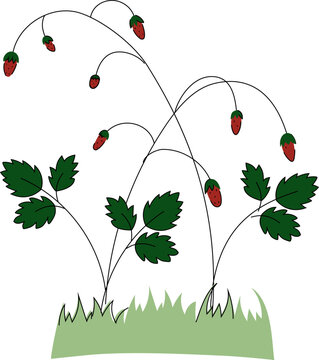 Vector illustration of wild strawberries