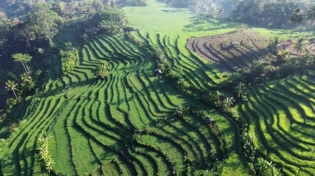 Aerial drone view of stunning terraced rice fields in Wonosobo, Central Java, Indonesia