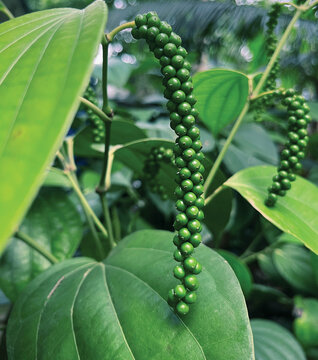 Green pepper corns close up