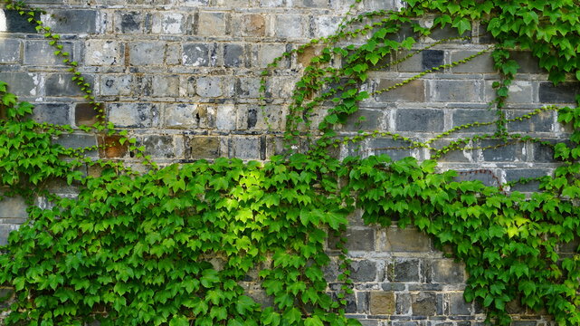 ivy growing on a brick wall