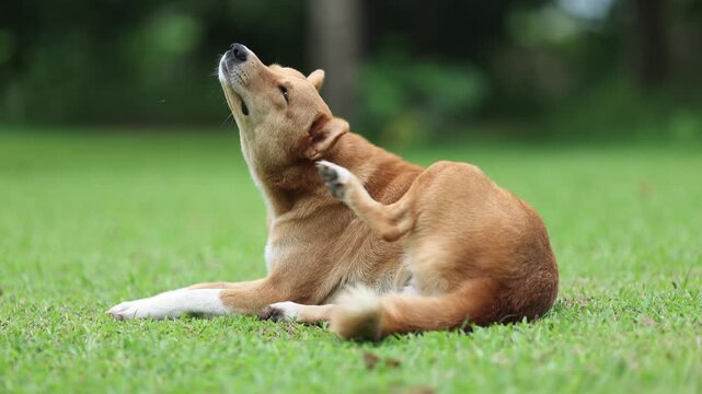 Brown Dog Scratching Itchy Skin While Sitting on Grass
