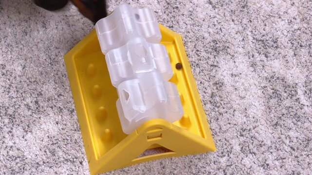A black and tan dachshund dog reaches a paw into a yellow interactive feeder with a translucent maze on a soft carpet, a fun way to keep a bored pet mentally active at home.
