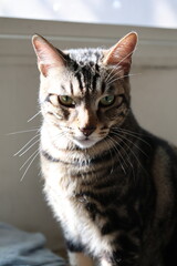 Fototapeta premium Close-up Portrait of a Majestic Tabby Cat with Intense Eyes and Dramatic Lighting