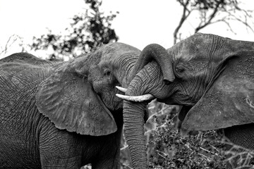 Tender moment between elephants, monochrome nature portrait © Roger
