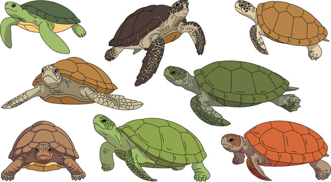 Sea turtle and tortoise vector illustration collection featuring diverse aquatic and land species in different poses isolated on clean white background