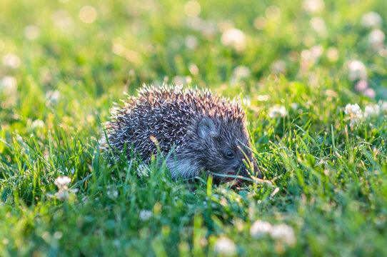 Curled Baby Hedgehog Resting on Clover Meadow at Sunset with Soft Bokeh
