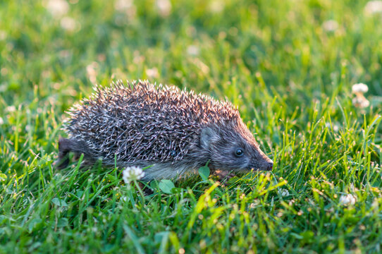 Baby Hedgehog Walking Through Clover Meadow at Sunset with Beautiful Bokeh