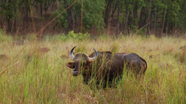 Indian Gaur Bos Gaurus