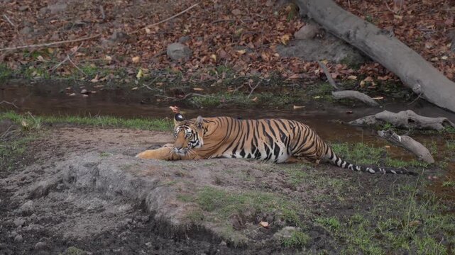 Tiger cub resting