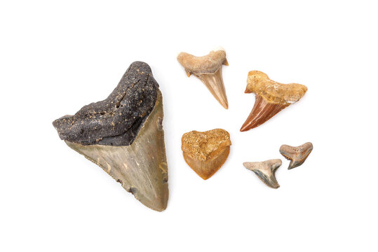 Collection of prehistoric fossilized shark teeth including a large megalodon tooth showing range in size and structure isolated on white background.