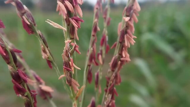 Close up eye level shot showing a maize flower tassel with multiple spikes shaking gently.