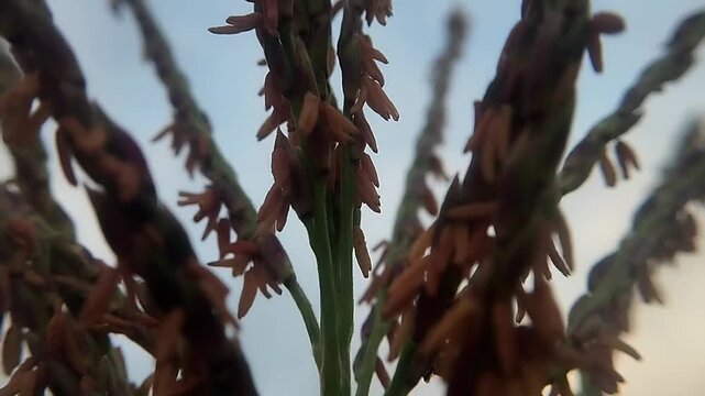 Close up eye level view of a silhouetted corn tassel trembling subtly against a blurred sky.