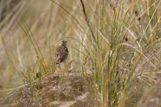 Meadow Pipit in long grass on a summer day.
