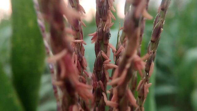 Close up eye level view showing a flowering corn tassel with multiple spikes trembling subtly.