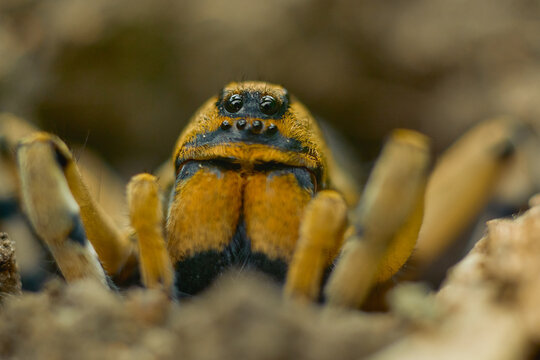 Extreme macro portrait of a hairy wolf spider face and eyes close up