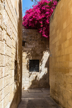 Charming narrow alley framed by golden limestone walls and vibrant blooming bougainvillaea in the historic walled city of Mdina, Malta. Timeless medieval architecture and Mediterranean atmosphere.