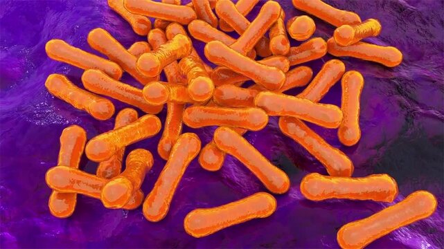 Corynebacterium diphtheriae, 3D animation showing club shaped bacteria with thickened ends in characteristic angular palisade arrangements.