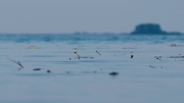 Low angle view of the river surface with plants and coast on the horizon