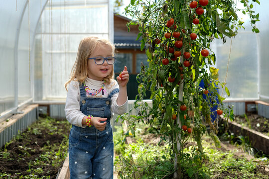 A toddler girl wearing glasses and denim overalls picks ripe cherry tomatoes inside a greenhouse garden. The child examines a freshly harvested tomato, capturing healthy eating, learning, nature 