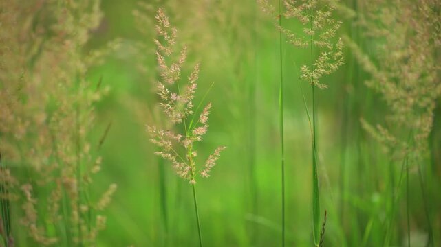 Tall grass seed heads in meadow field