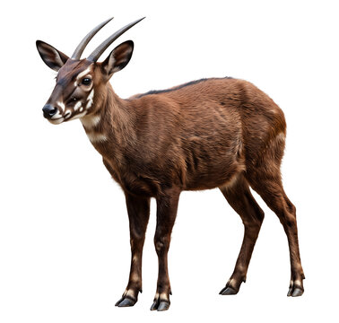 Saola alert listening pose with ears raised, standing naturally, detailed hooves, isolated transparent background