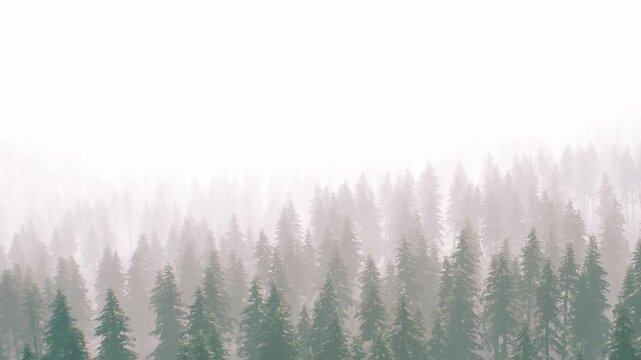 Fog spreads across the landscape with tall trees standing in rows. The sunlight is filtered through the mist, creating a soft and muted view of the forest.