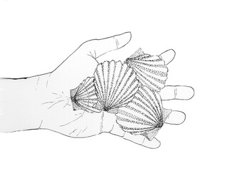 Hand Holding Scallop Shells Ink Illustration On White Background For Beach And Nature © Zuzanna