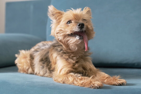 elderly dog pants heavily on sofa due to high heat in apartment. hot dog struggles without air conditioning in summer. suffering dog needs cooling down from urban heatwave