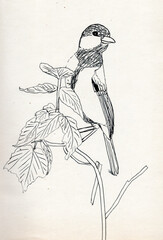 Fototapeta premium Ink Sketch of Small Bird Perched on Leafy Branch Line Art Nature Illustration