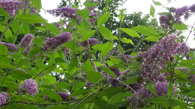 Blooming butterfly bush with purple flowers gently swaying in the summer breeze