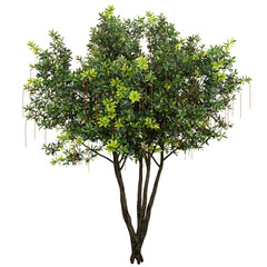 Obraz premium Sweet Viburnum Isolated PNG, Evergreen Ornamental Tree, Transparent Background