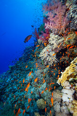 The Red Sea's magnificent coral reefs and colorful walls. Corals and fish. Colorful coral reefs and schools of fish. Schools of colorful tropical fish on a beautiful tropical coral reef. This image sh © osman